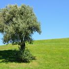 Ein Baum steht auf der Wiese I