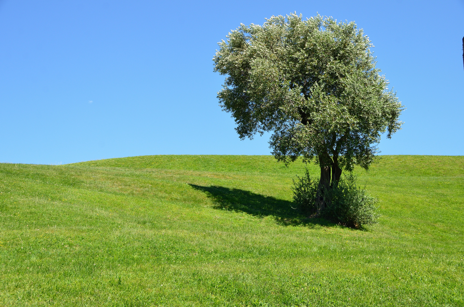 Ein Baum steht auf der Wiese II