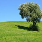 Ein Baum steht auf der Wiese II