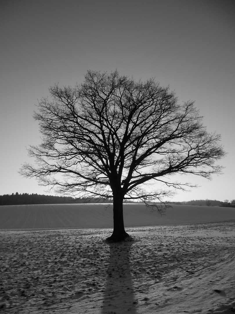 Ein Baum steht im Felde