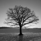 Ein Baum steht im Felde