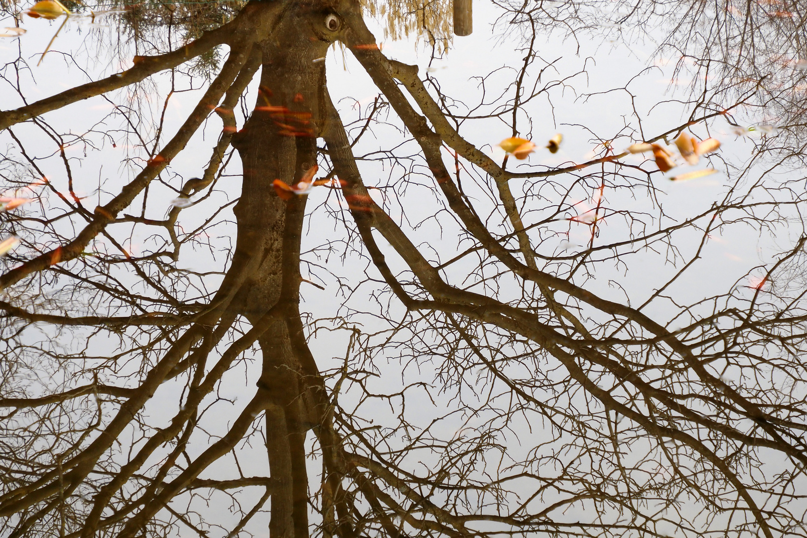 ein baum steht kopf