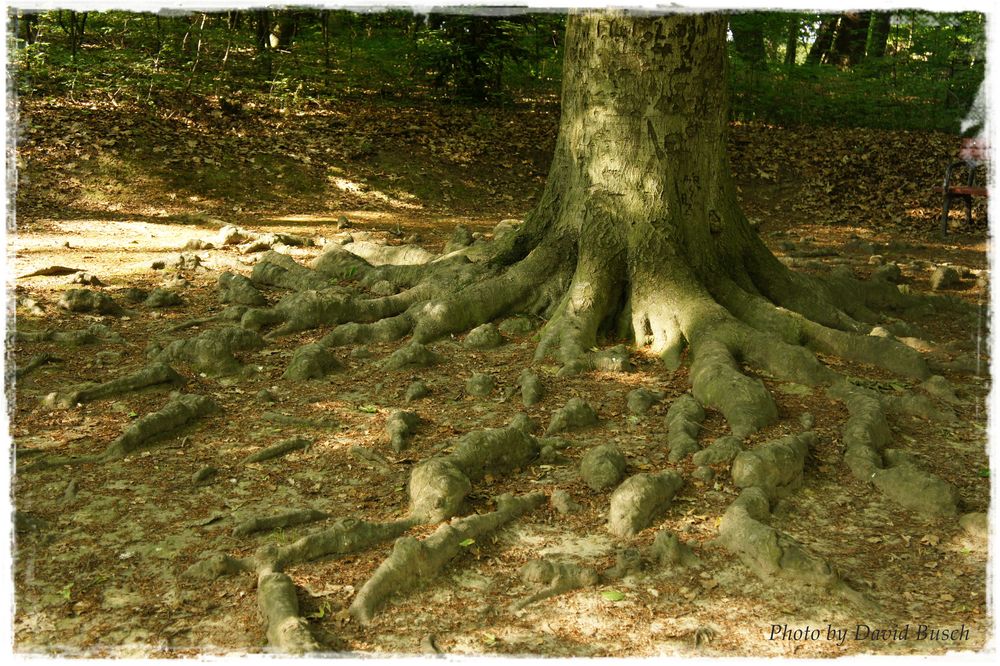 Ein Baum sucht halt