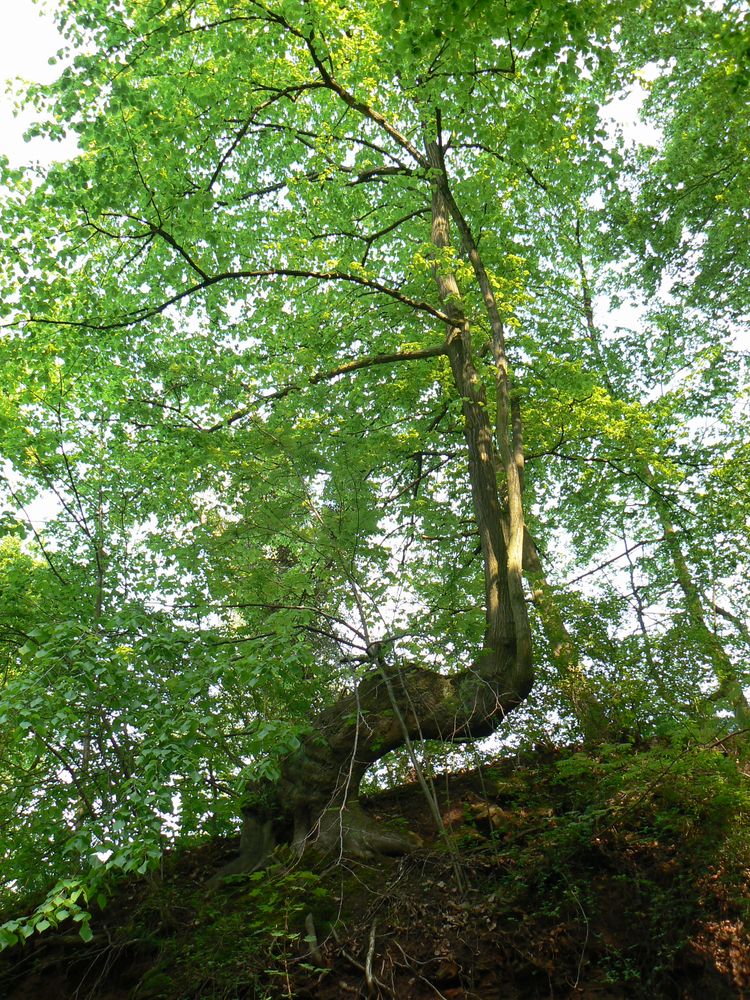 ein Baum sucht sich seinen Weg.......