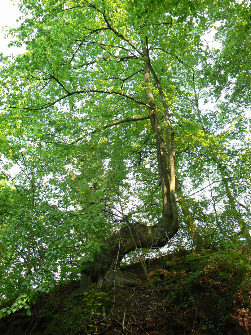 ein Baum sucht sich seinen Weg.......