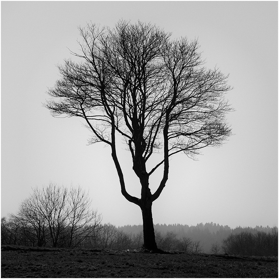 Ein Baum - SW