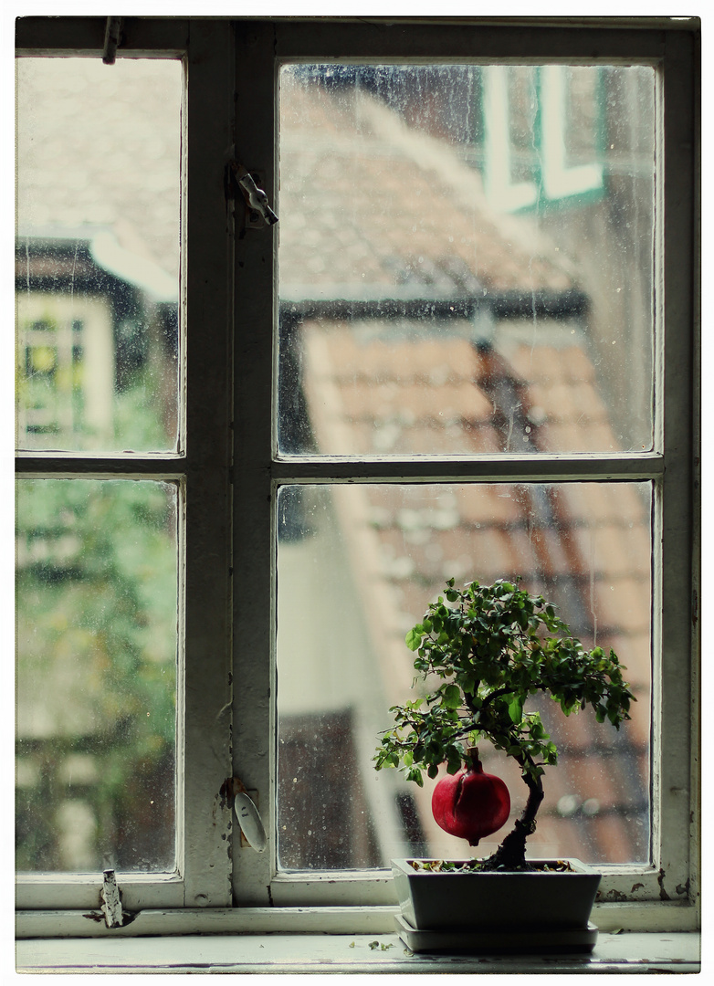 ein Baum träumt... von Weihnachten