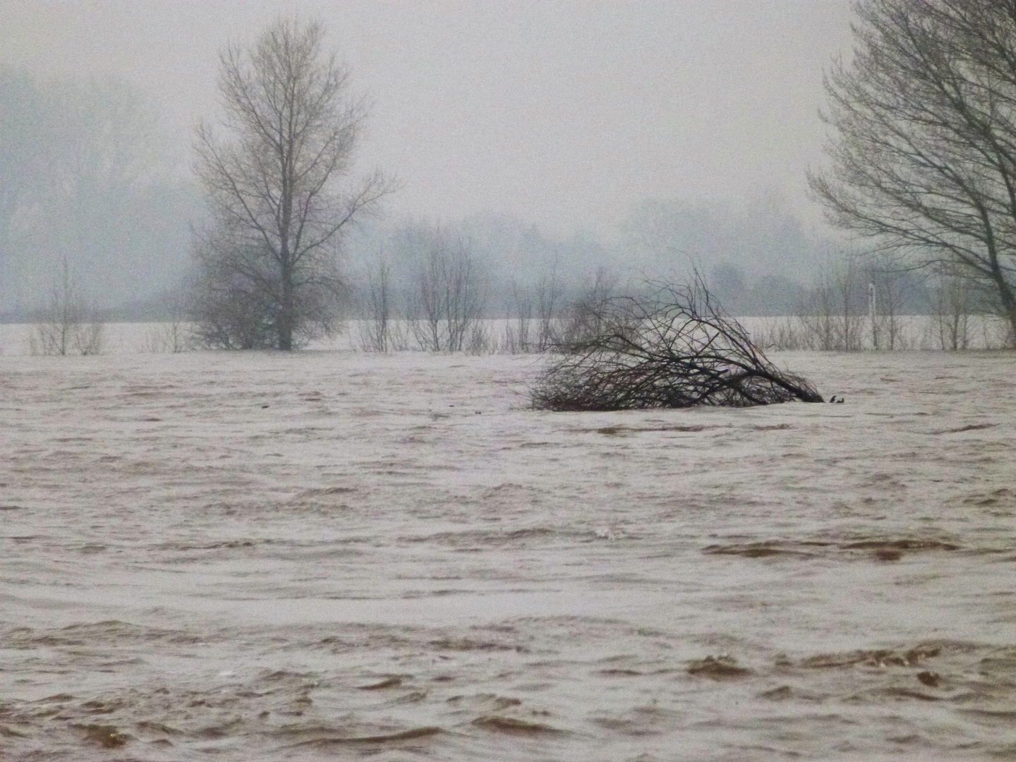 Ein Baum treibt vorüber, der Nordsee zu