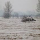 Ein Baum treibt vorüber, der Nordsee zu