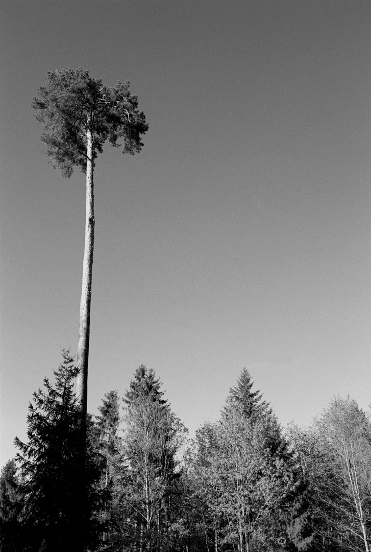 ein Baum über allen