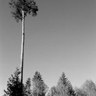 ein Baum über allen