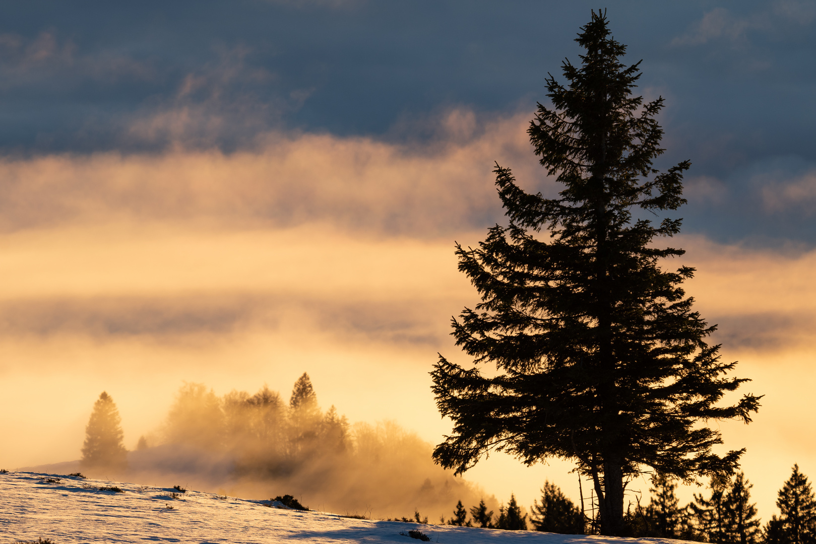 Ein Baum über den Wolken 