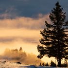 Ein Baum über den Wolken 