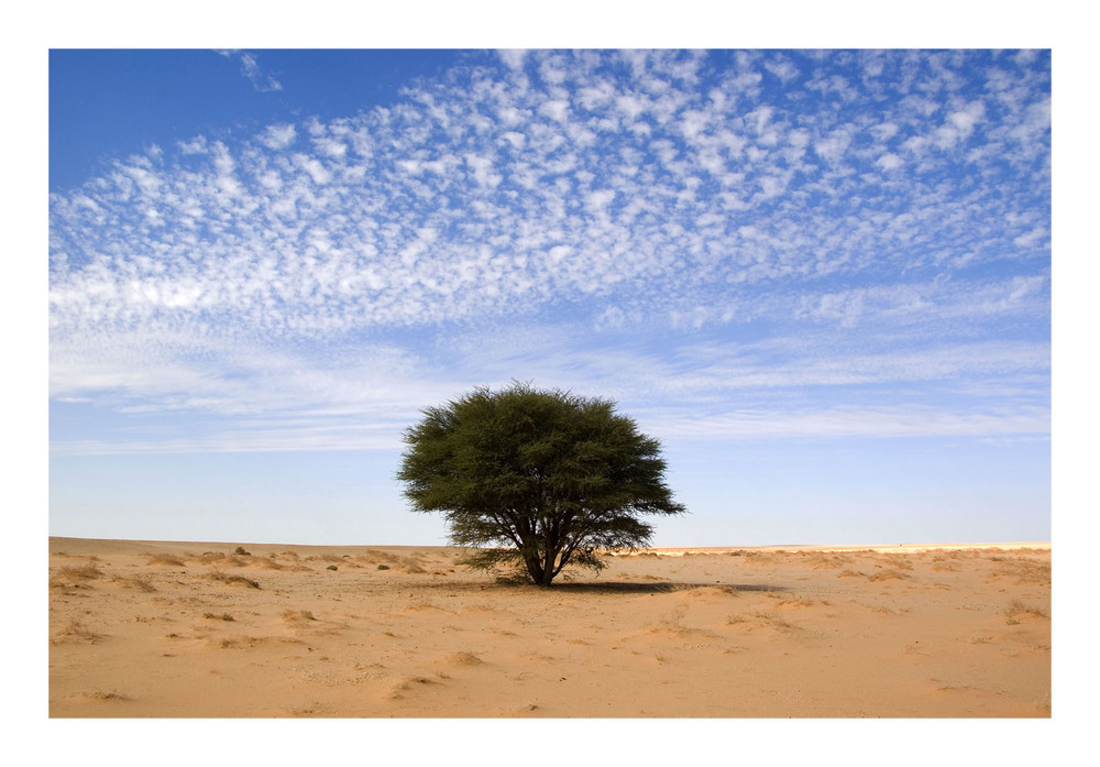 Ein Baum umringt von ein paar verdorten Gräsern.