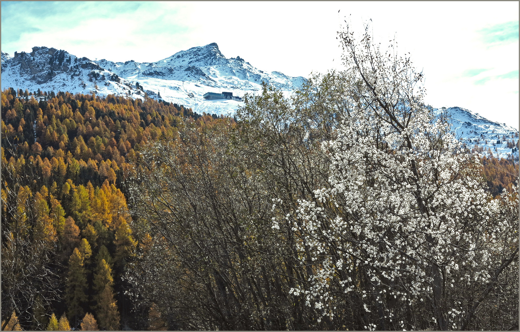 ein Baum und der Skizirkus...