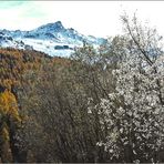 ein Baum und der Skizirkus...