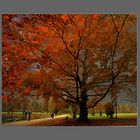 ein Baum und die Fotografen