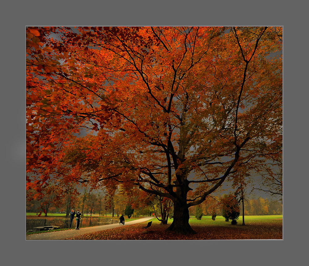 ein Baum und die Fotografen