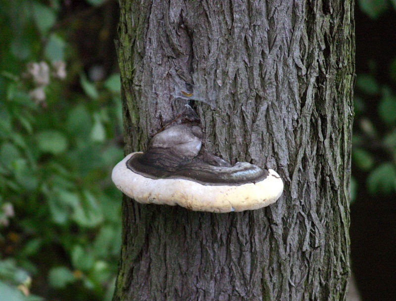 ein Baum und sein Gast