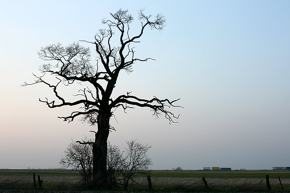 Ein Baum und seine Umwelt