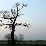 Ein Baum und seine Umwelt