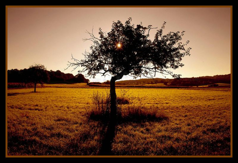 ein Baum versucht die Sonne festhalten.