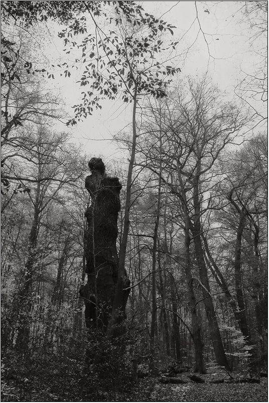 Ein Baum ... vielleicht.