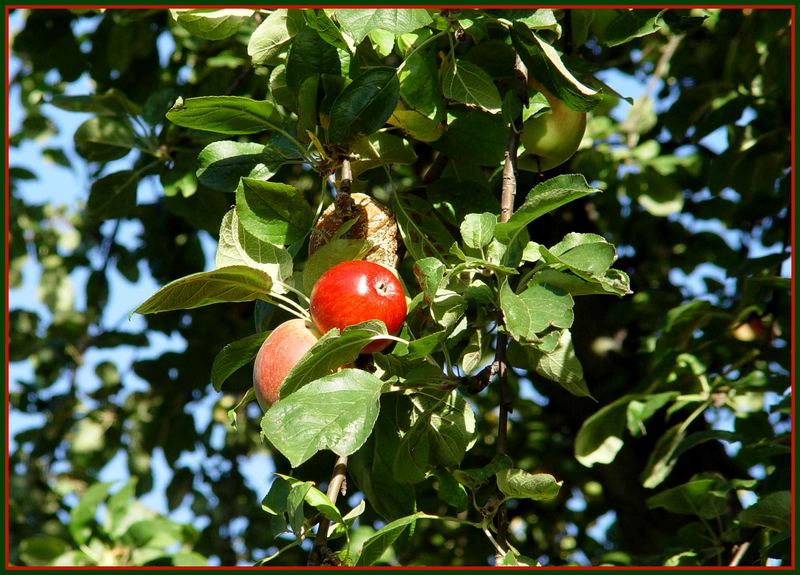 Ein Baum- Vier verschiedene Äpfel