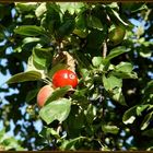 Ein Baum- Vier verschiedene Äpfel