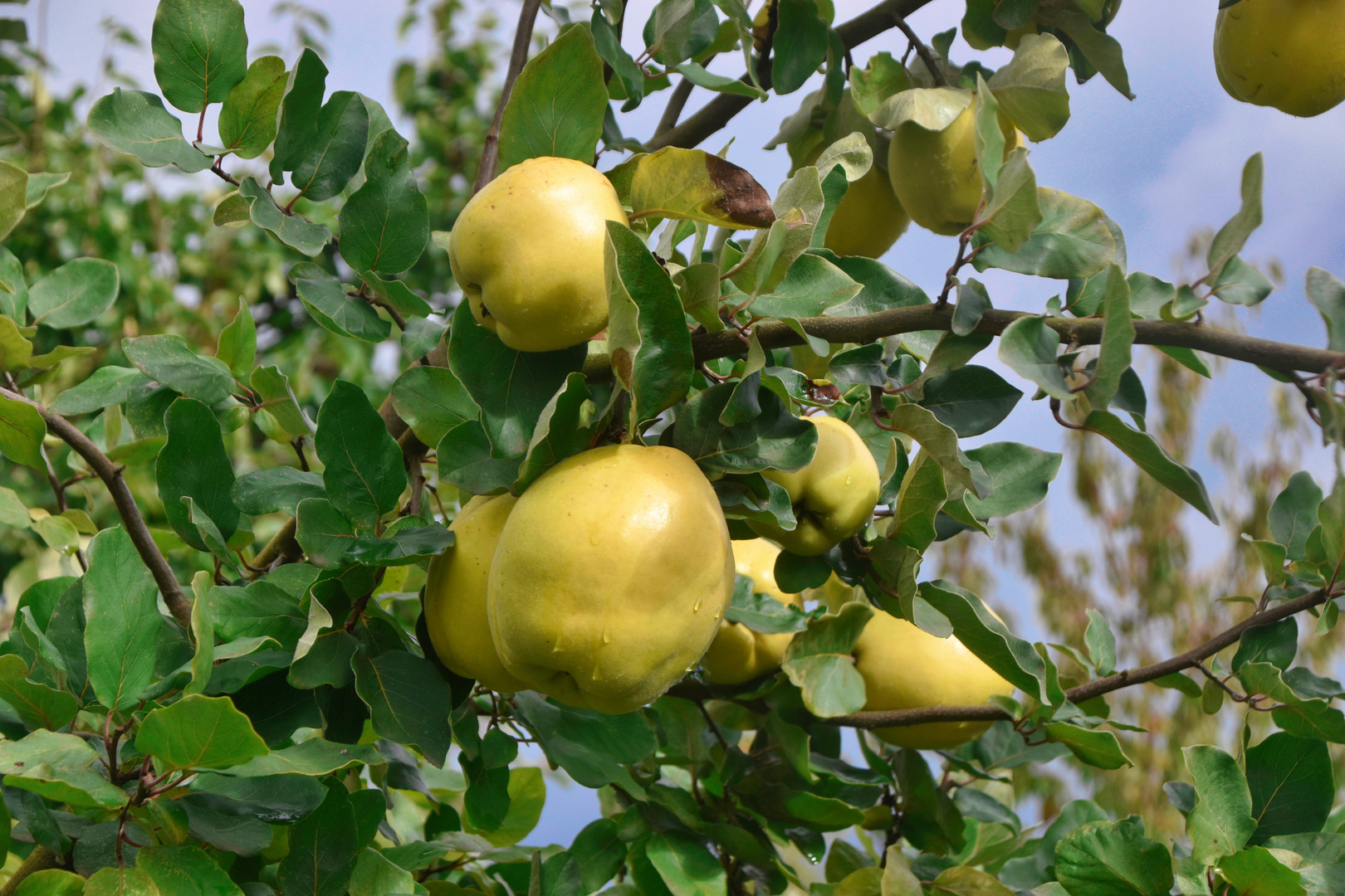 Ein Baum voller Apfelquitten