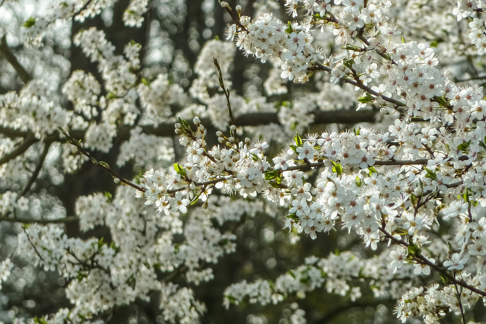 Ein Baum voller Blüten 