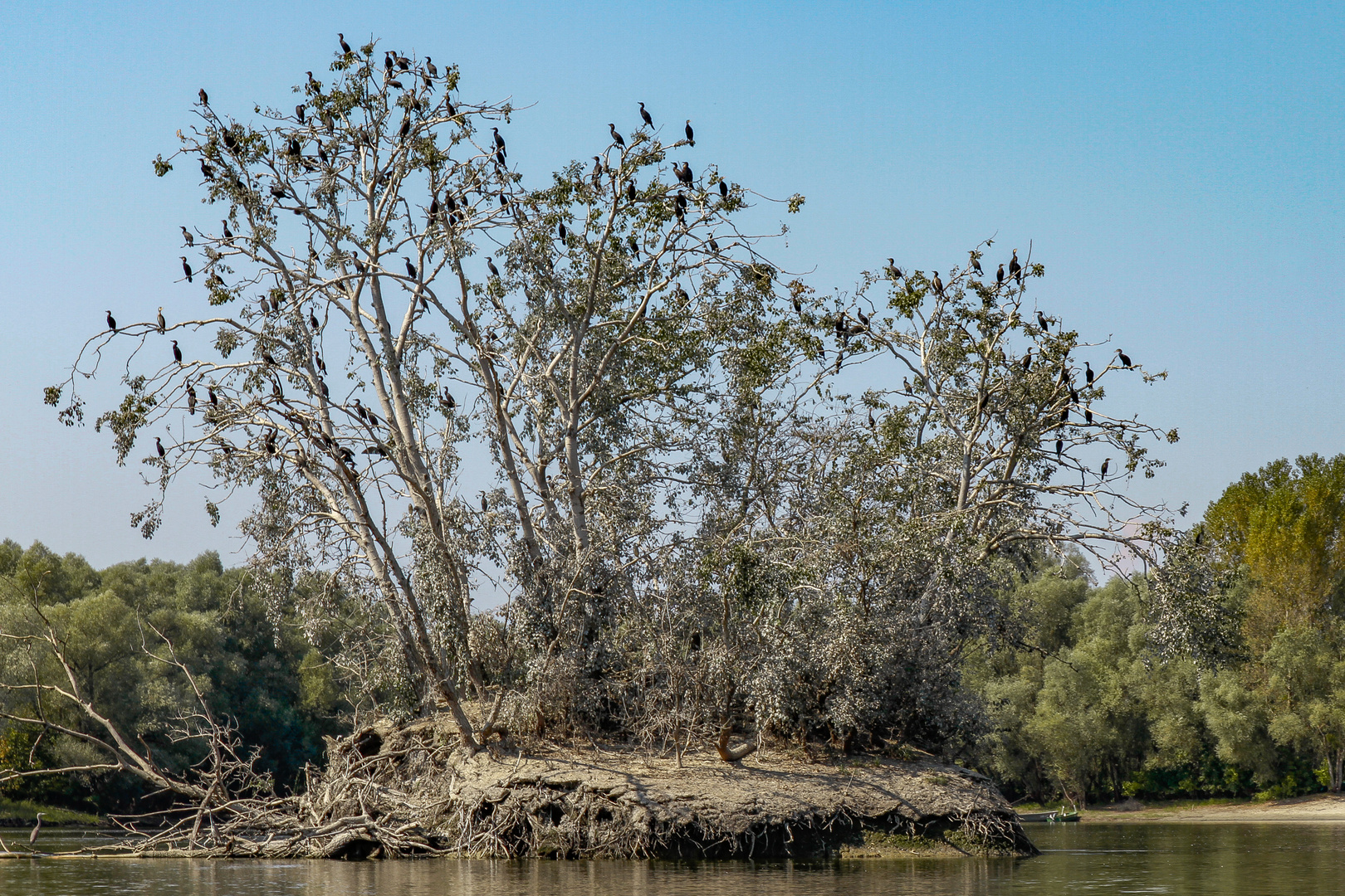 Ein Baum voller Kormorane