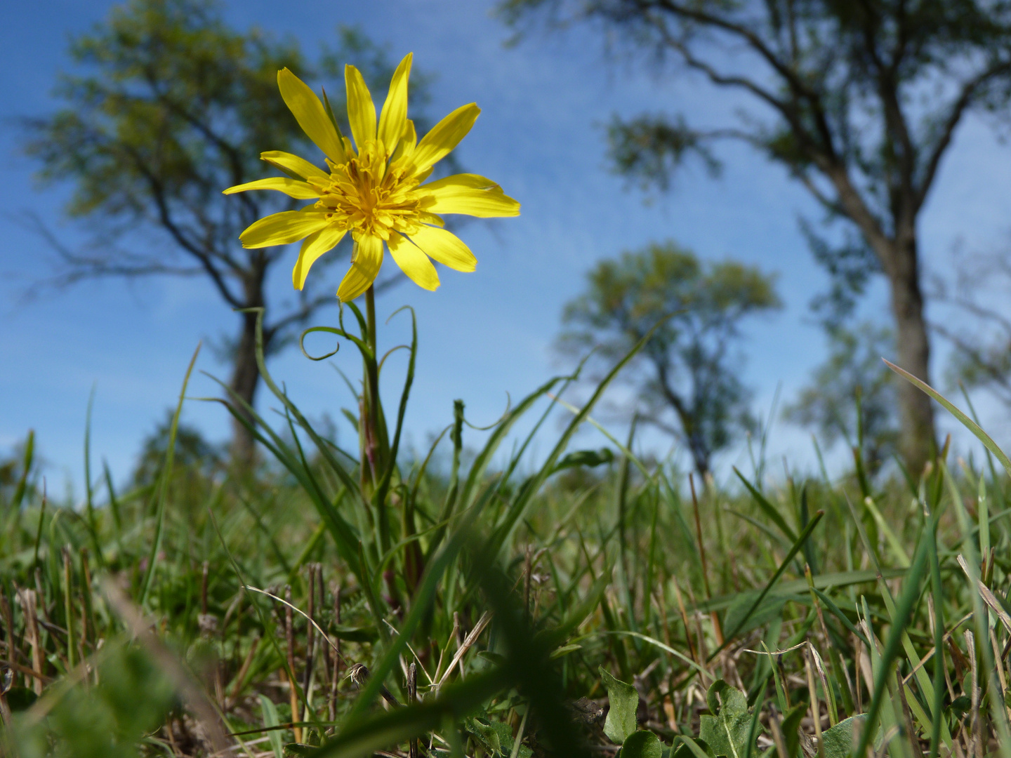 Ein Baum von Blume