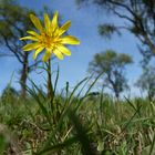 Ein Baum von Blume