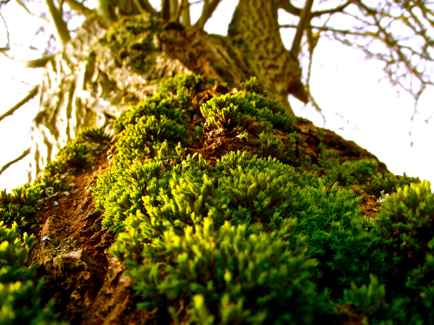 Ein Baum von unten