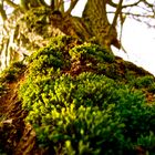 Ein Baum von unten