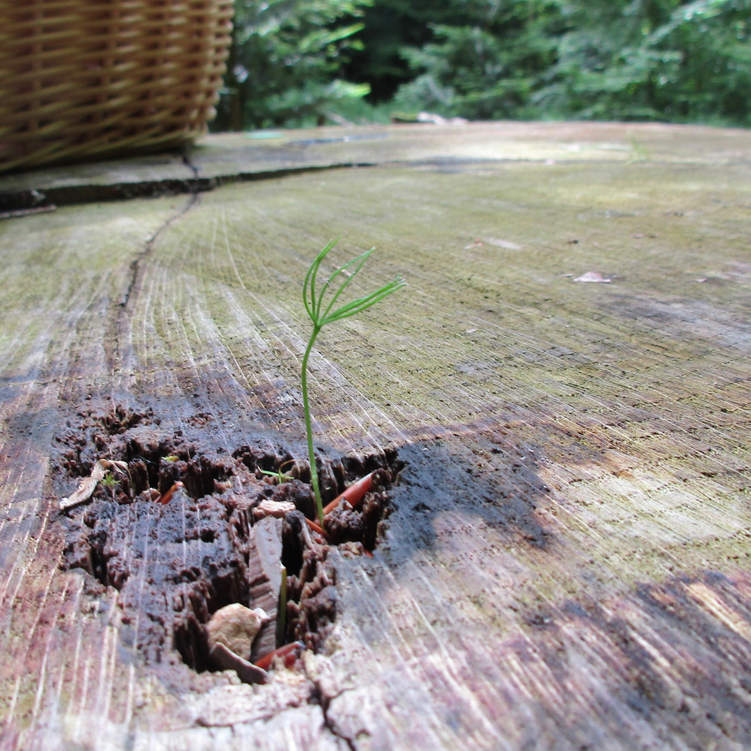 ein Baum wächst im Baum