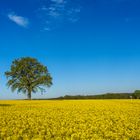 Ein Baum wie ein Fels in der (gelben) Brandung 