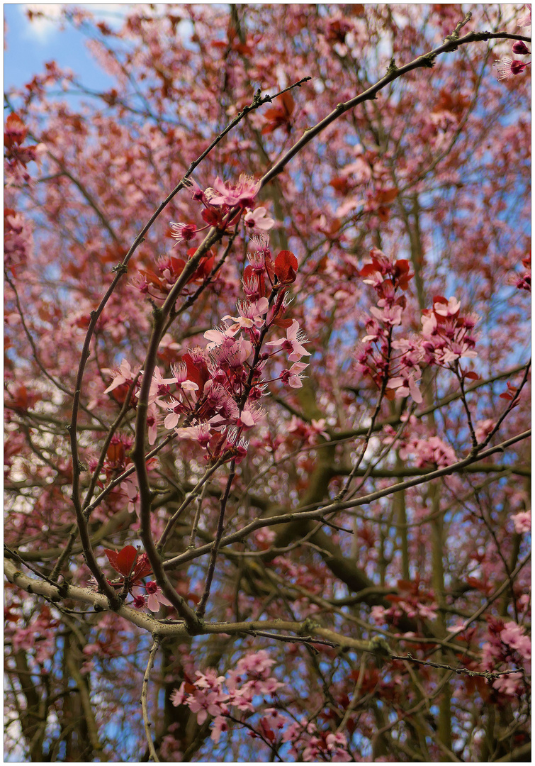 Ein Baum wie ein Traum