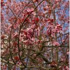 Ein Baum wie ein Traum