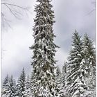 Ein Baum wie ein Turm