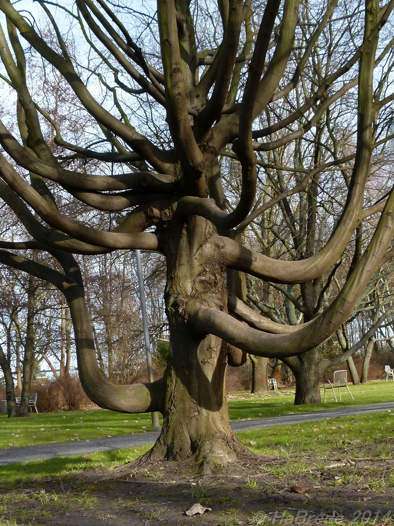 Ein Baum wie eine Krake