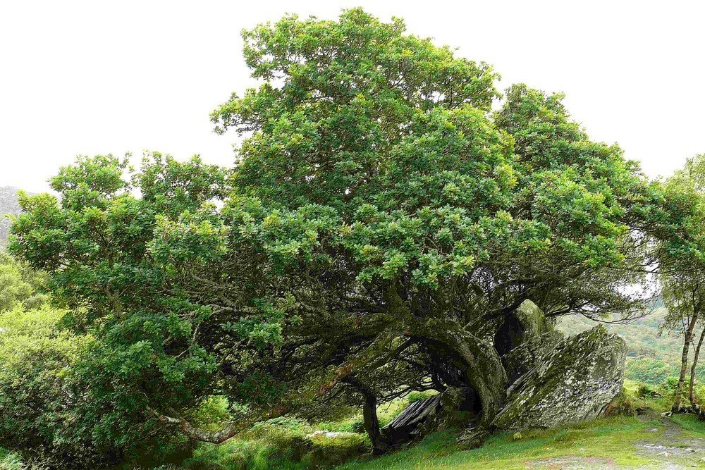 Ein Baum, wie gemalt... Foto & Bild | landschaft, irland, natur Bilder