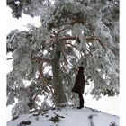 ein BAUM wie im MÄRCHEN...