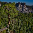 Ein Baum will nach oben