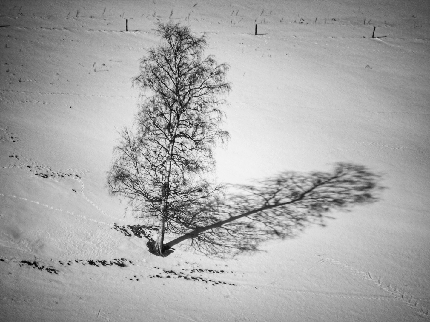 ein Baum wirft lange Schatten