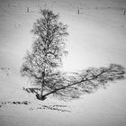 ein Baum wirft lange Schatten