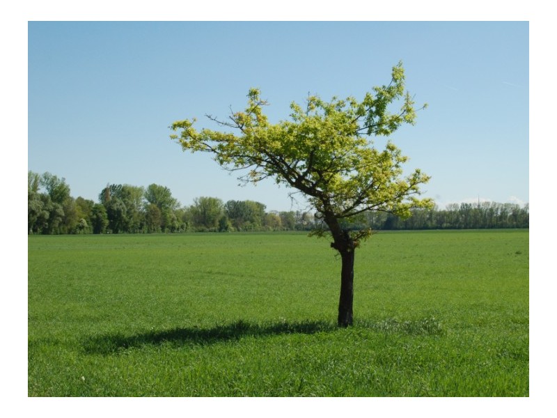 Ein Baum wirft Schatten