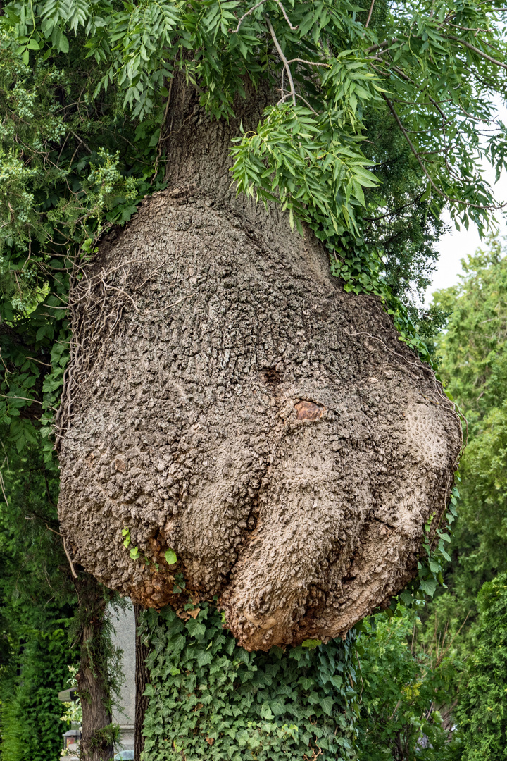 Ein Baum zeigt die Faust