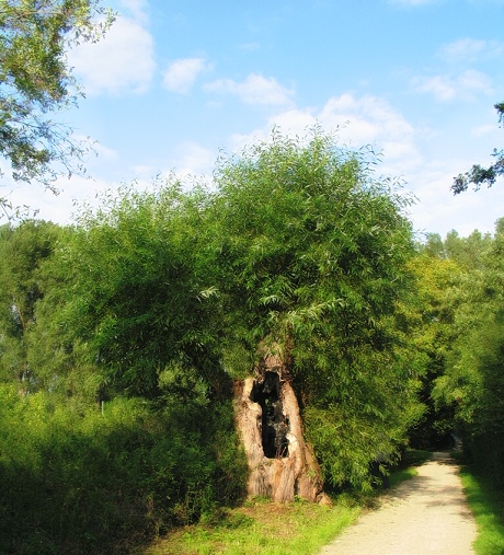 Ein Baum zeigt Lebenswille